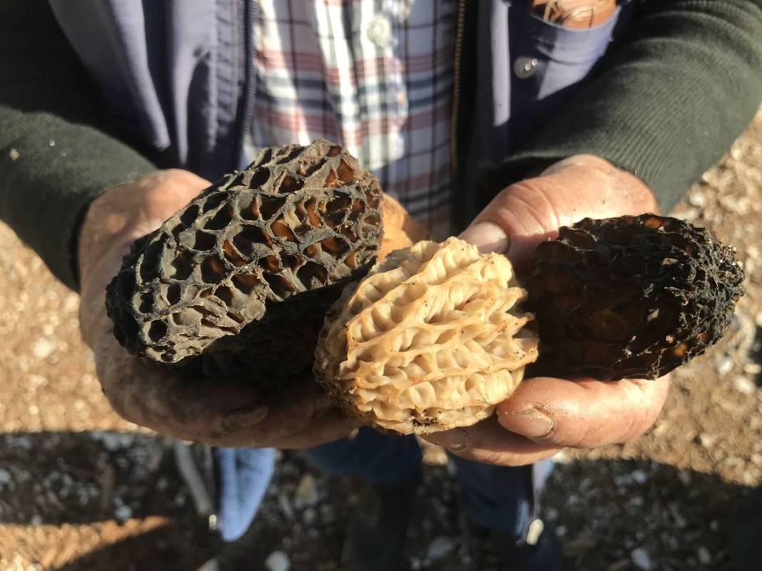 Ormanda toplayıp ton ton para kazanıyor! Sıfır sermayeyle... Kilosu 2 bin 500 TL 4